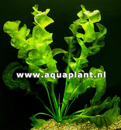 Aponegeton ulvaceus knol (G)